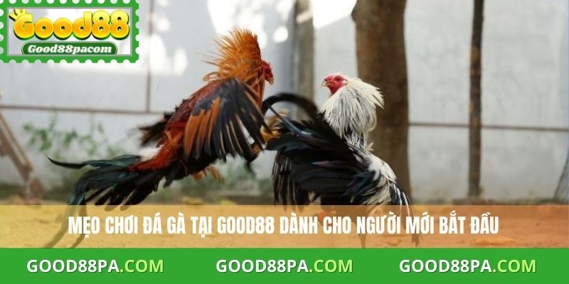 Mẹo chơi đá gà tại Good88 dành cho người mới bắt đầu
