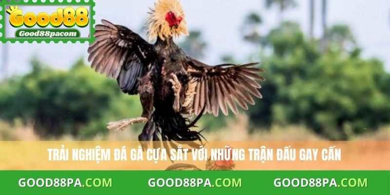 Đá Gà Cựa Sắt Mẹo Chơi An Toàn Và Hiệu Quả Cùng Good88 1 Đá Gà Cựa Sắt