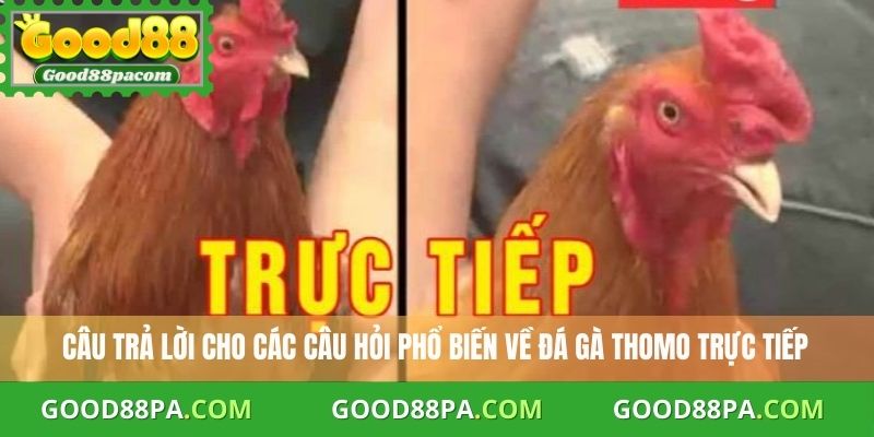 Trực Tiếp Đá Gà Thomo Hôm Nay - Xem Đá Gà Chất Lượng Tại Good88 4 Câu trả lời cho các câu hỏi phổ biến về đá gà Thomo trực tiếp
