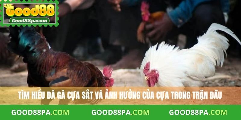 Đá Gà Cựa Sắt Mẹo Chơi An Toàn Và Hiệu Quả Cùng Good88 2 Tìm hiểu đá gà cựa sắt và ảnh hưởng của cựa trong trận đấu
