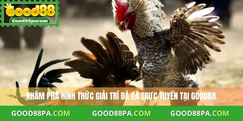 Khám phá hình thức giải trí đá gà trực tuyến tại Good88