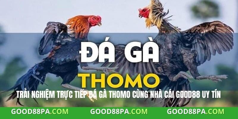 Trực Tiếp Đá Gà Thomo Hôm Nay - Xem Đá Gà Chất Lượng Tại Good88 2 Trải nghiệm trực tiếp đá gà Thomo cùng nhà cái Good88 uy tín