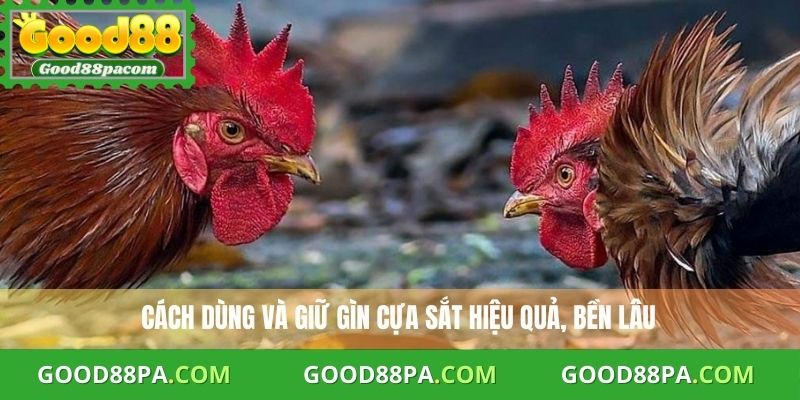 Đá Gà Cựa Sắt Mẹo Chơi An Toàn Và Hiệu Quả Cùng Good88 3 Cách dùng và giữ gìn cựa sắt hiệu quả, bền lâu
