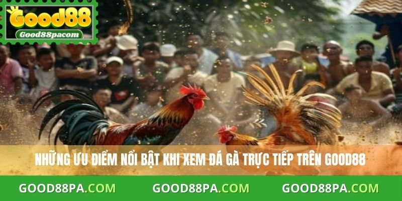 Trực Tiếp Đá Gà Thomo Hôm Nay - Xem Đá Gà Chất Lượng Tại Good88 3 Những ưu điểm nổi bật khi xem đá gà trực tiếp trên Good88