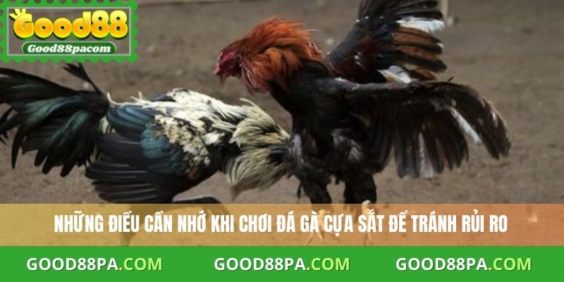 Đá Gà Cựa Sắt Mẹo Chơi An Toàn Và Hiệu Quả Cùng Good88 4 Những lưu ý khi đá gà cựa sắt đảm bảo an toàn