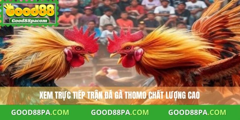Trực Tiếp Đá Gà Thomo Hôm Nay - Xem Đá Gà Chất Lượng Tại Good88 1 Trực Tiếp Đá Gà Thomo